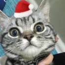 大张的糯米年糕