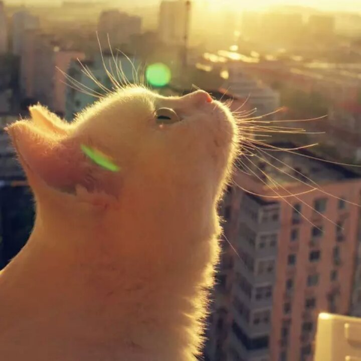 lemonjun