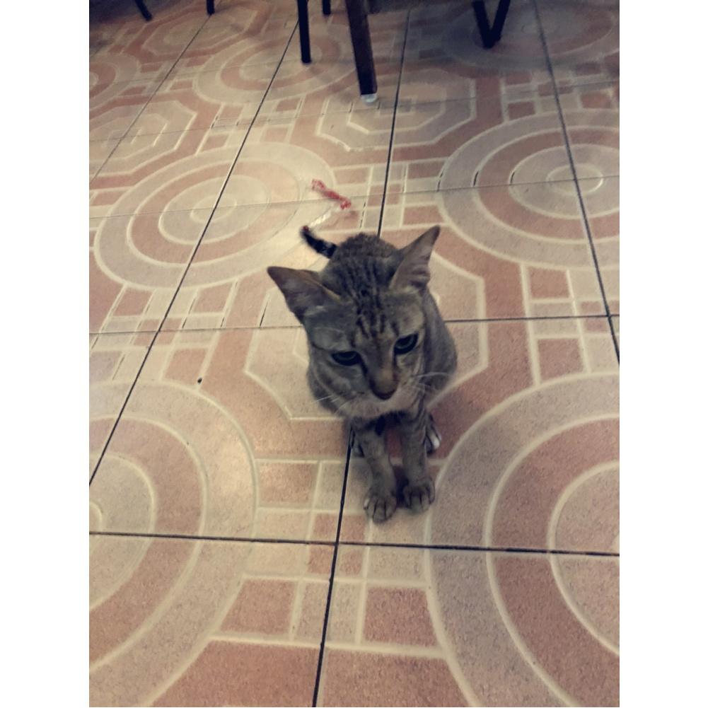 小猫咪戚风蛋糕