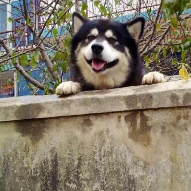 桐100