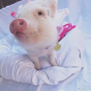 我是奥特女汉子