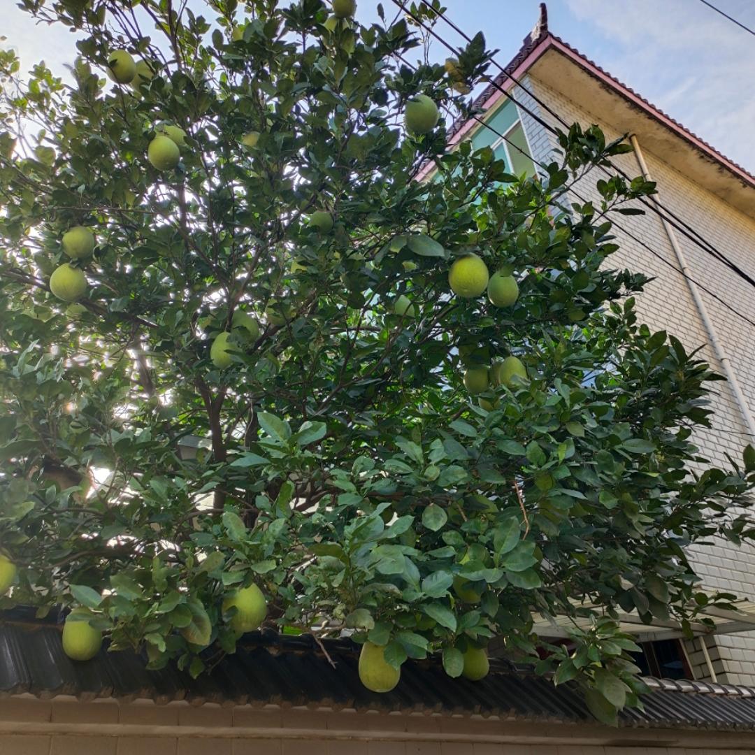 馋妈不肥