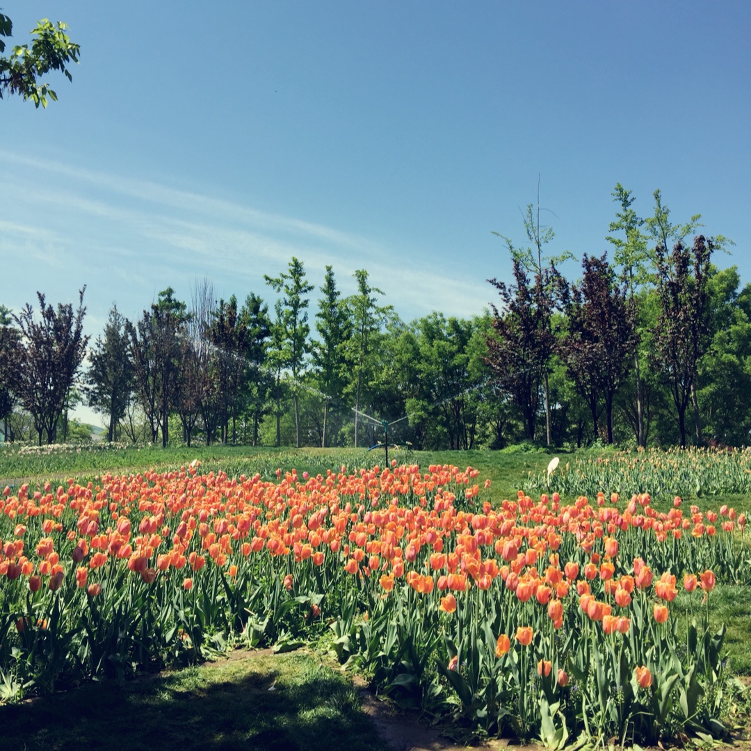 香菇青菜肉末稀饭