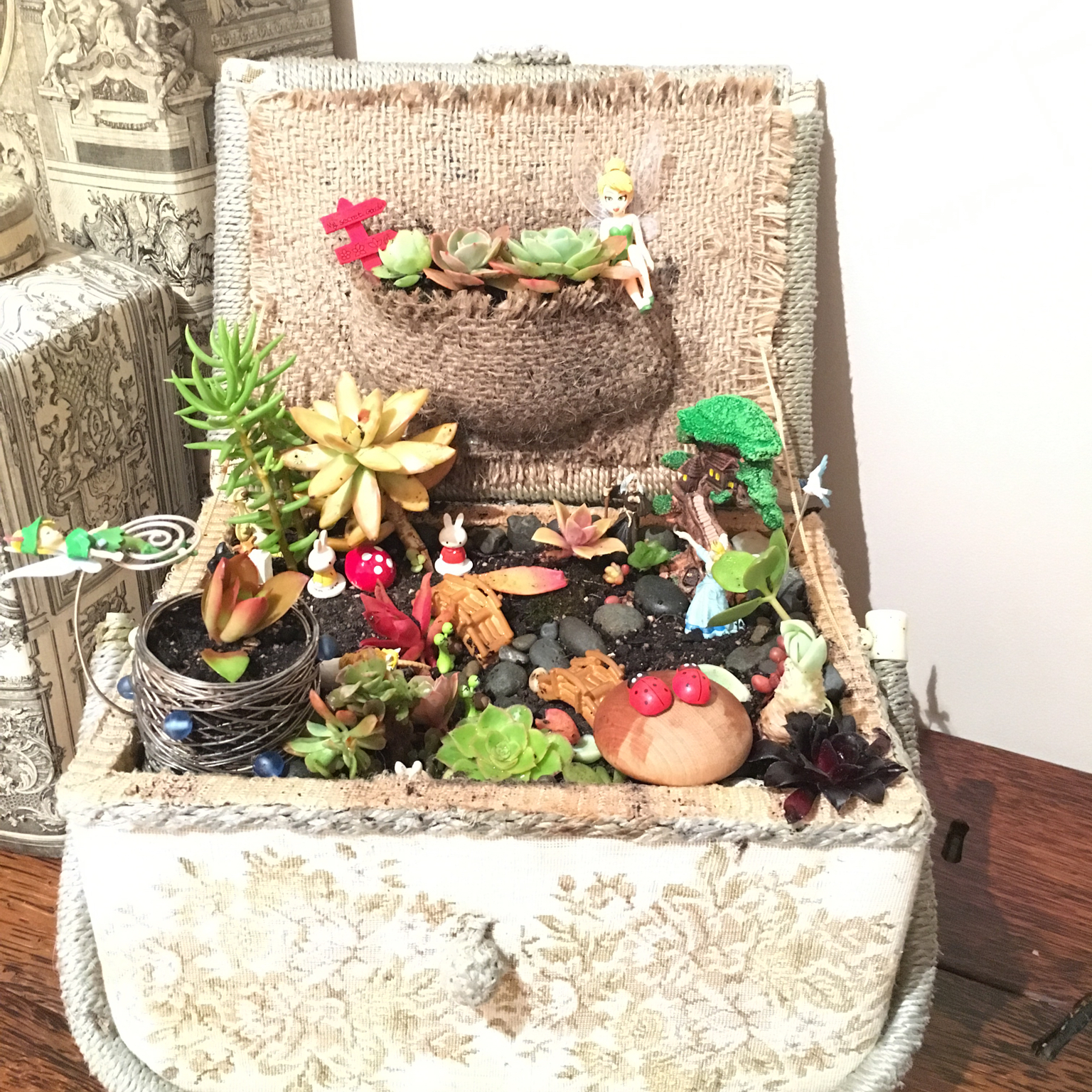 我家的花花草草