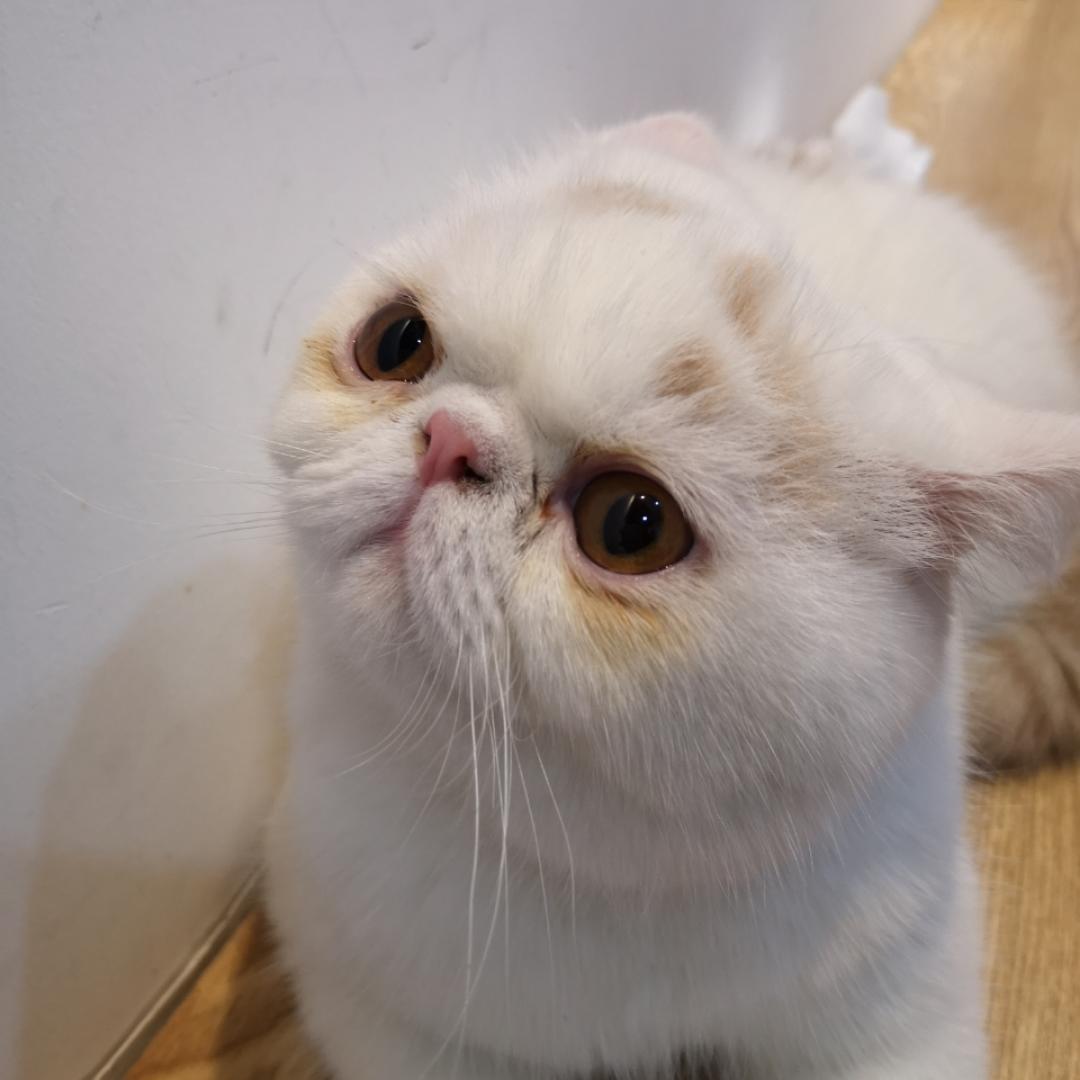 爱美食的减肥者