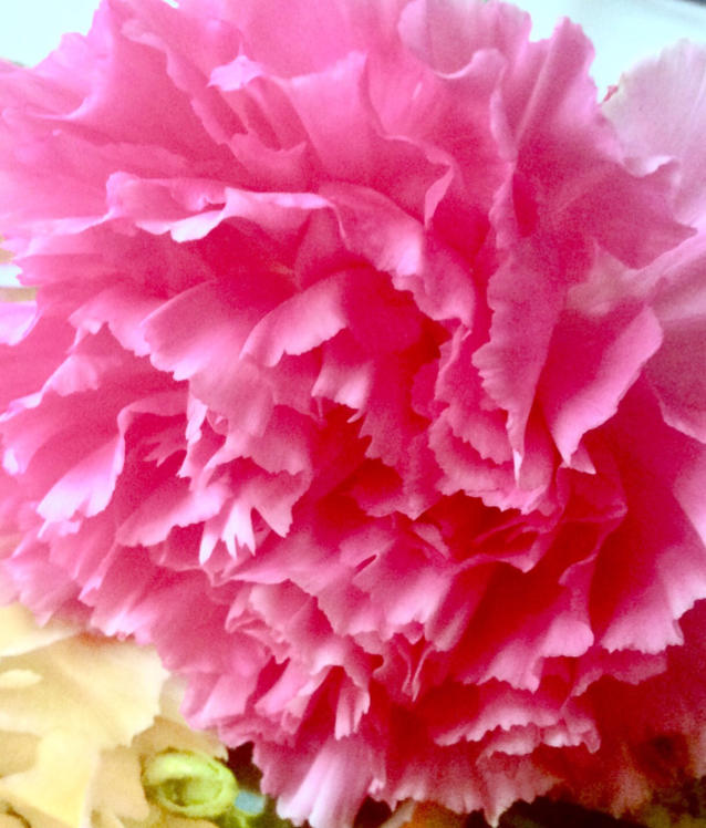 【UKOEO猛犸象热风炉】妇女节&女王节丨悦红颜花朵饼干