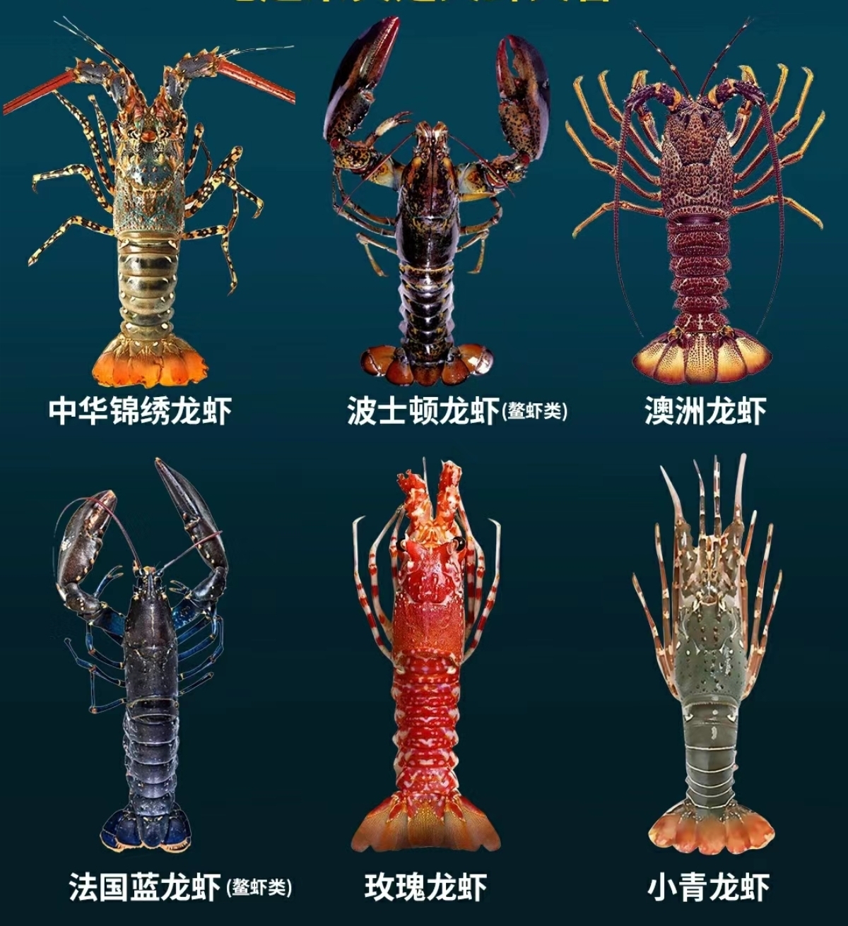 6种大龙虾的口感及做法的做法