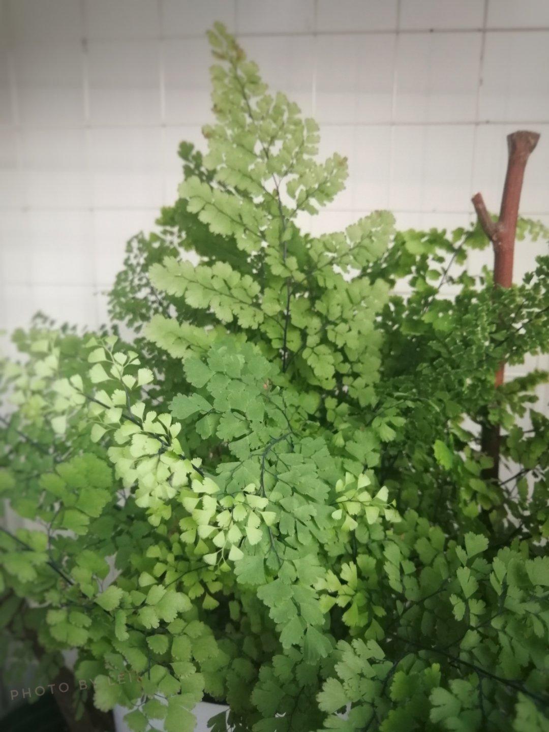 雷的小花园