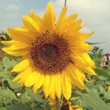 七月格桑花小妖