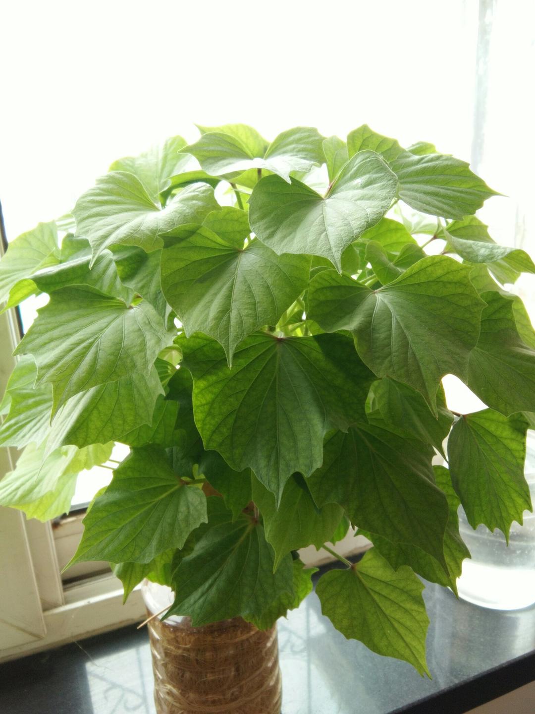 香斐子🐶的悠闲🌺时光🌷🌹