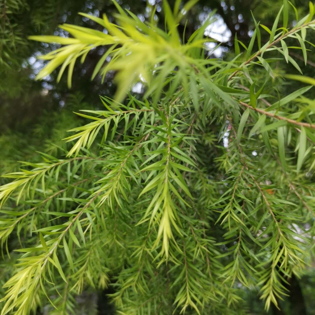 邶邶简易菜