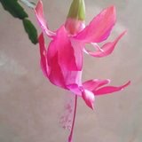 依依爱美食