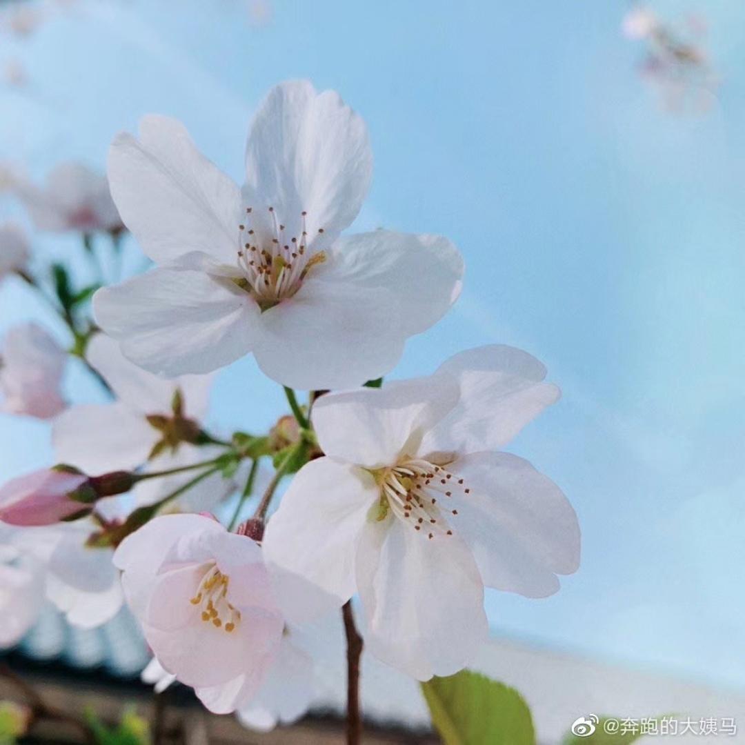 醉挽清风明月