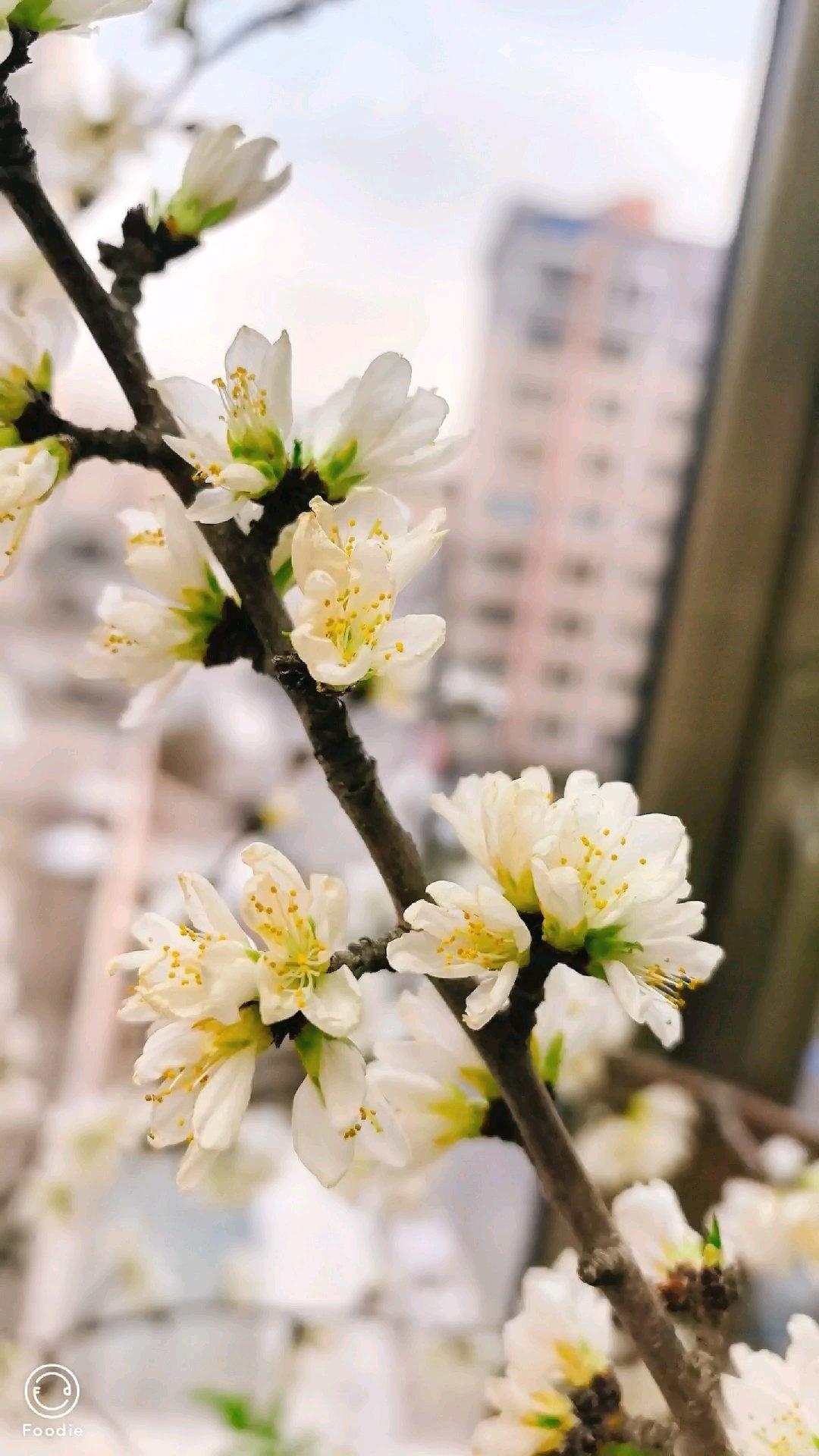 花儿对我笑苹果摆盘