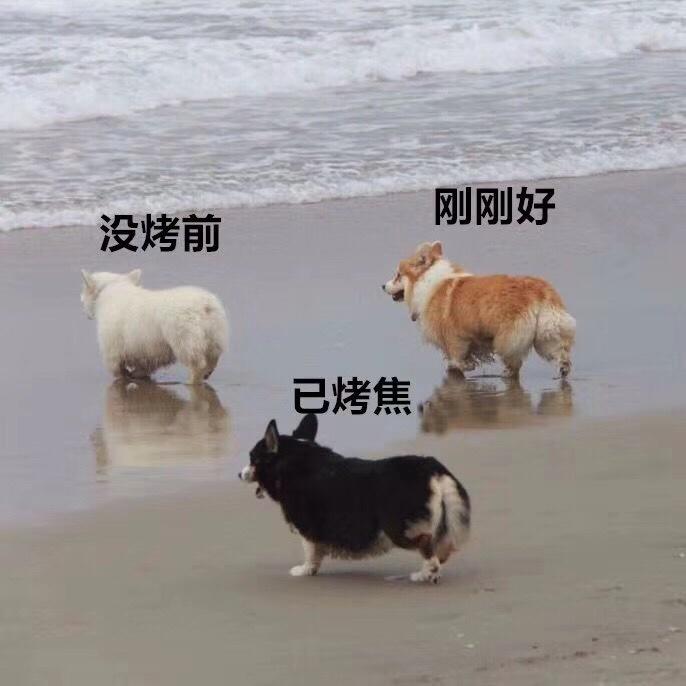 接近梦想的豆