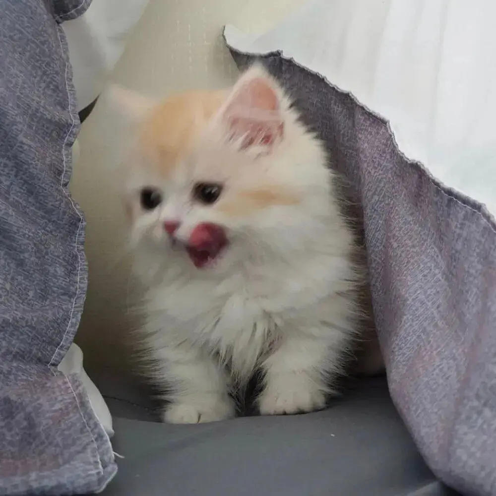 今天要吃点什么呢v_v