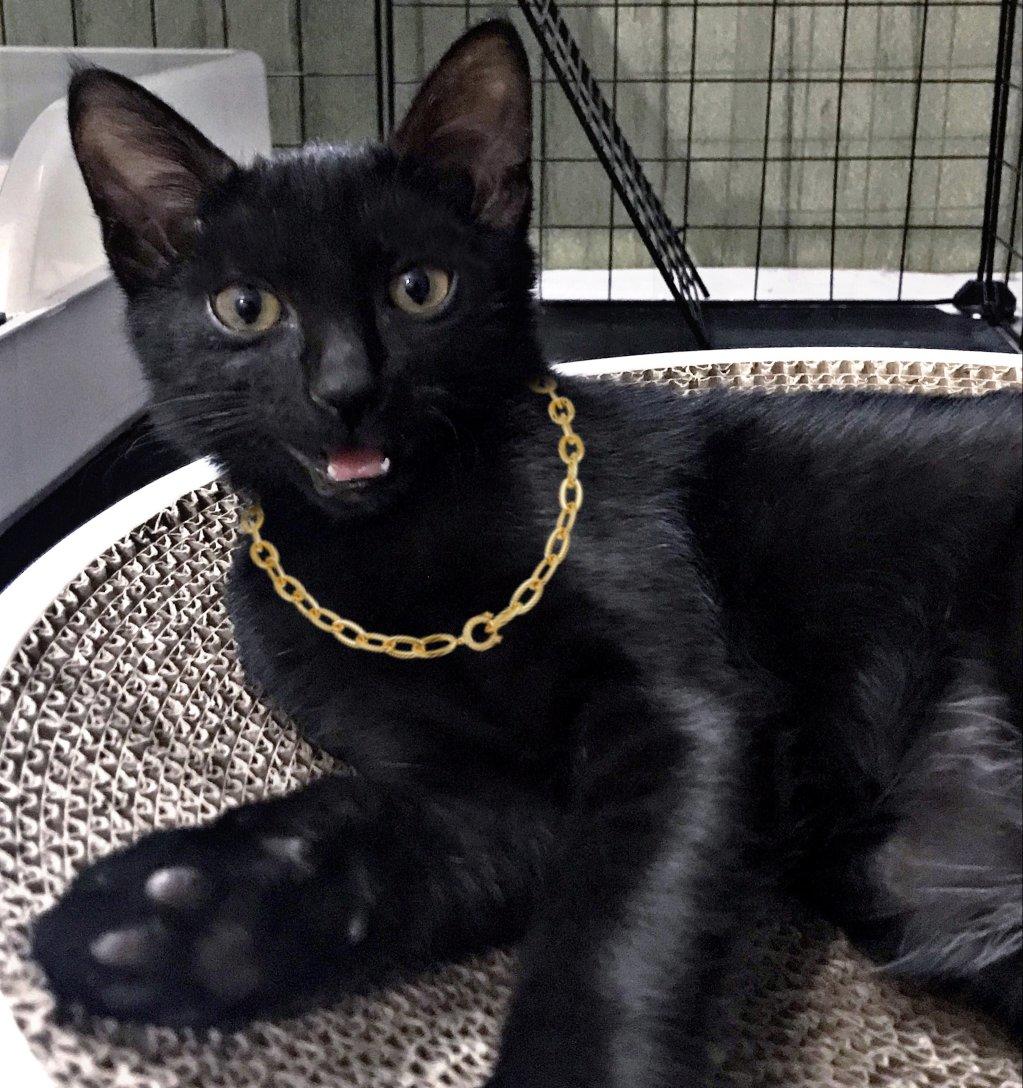被猫养