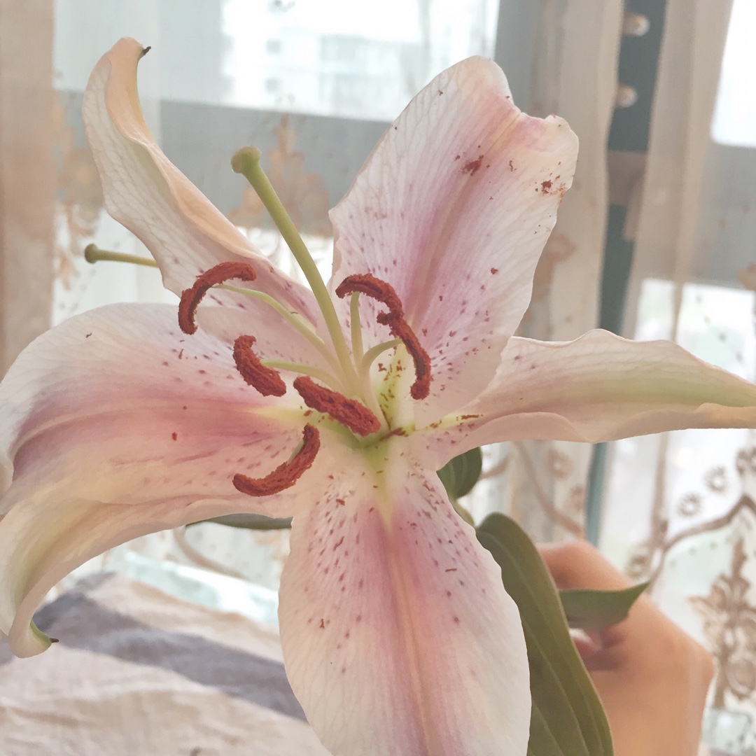 blue star少女杂货铺