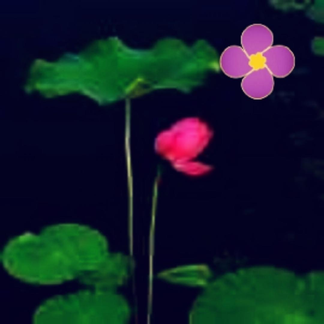 shuibingxin