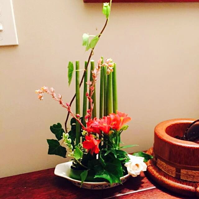 我家的花花草草