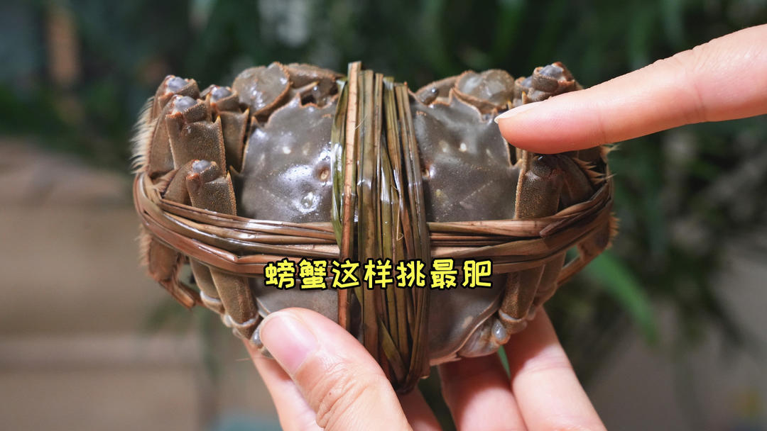螃蟹肥不肥，看一眼这里就知道，一挑一个准，老蟹农的方法真管用的做法