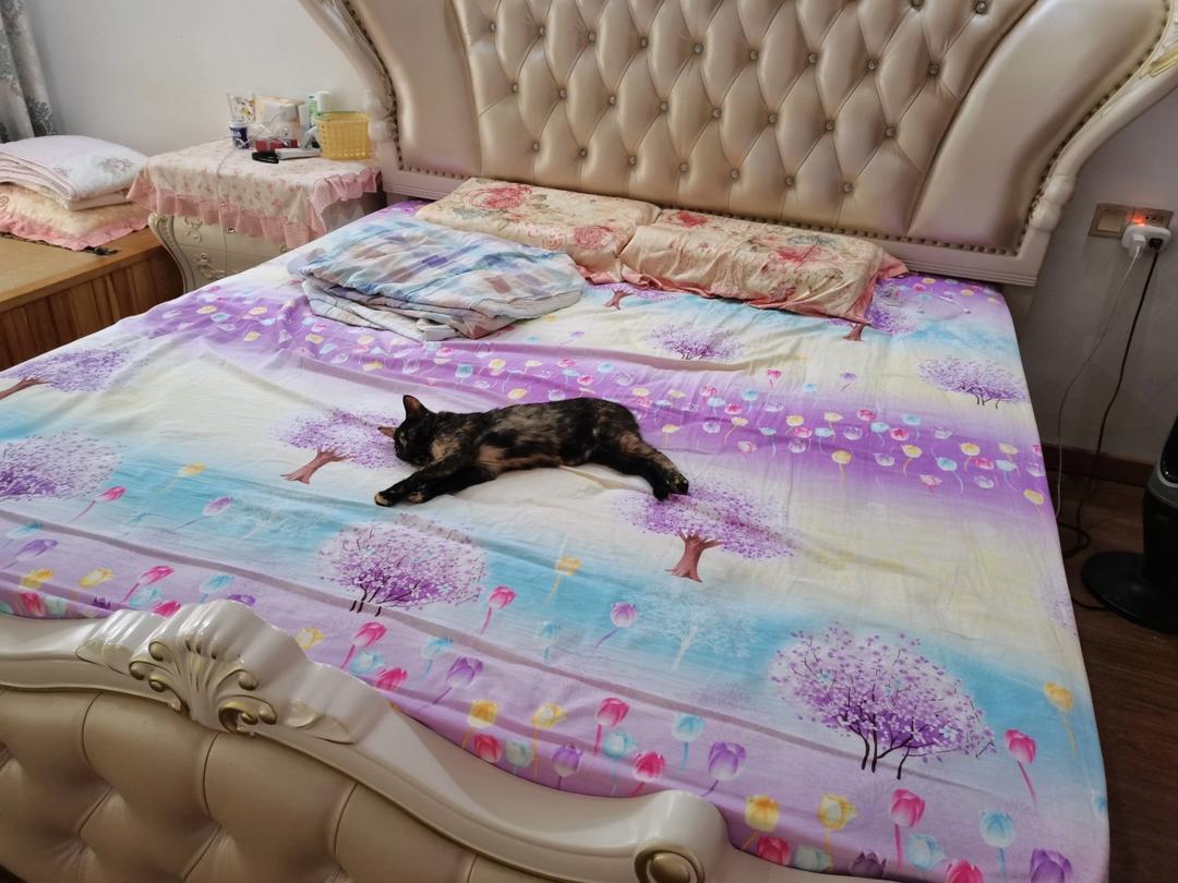 狸猫家——烤箱盐焗鸡