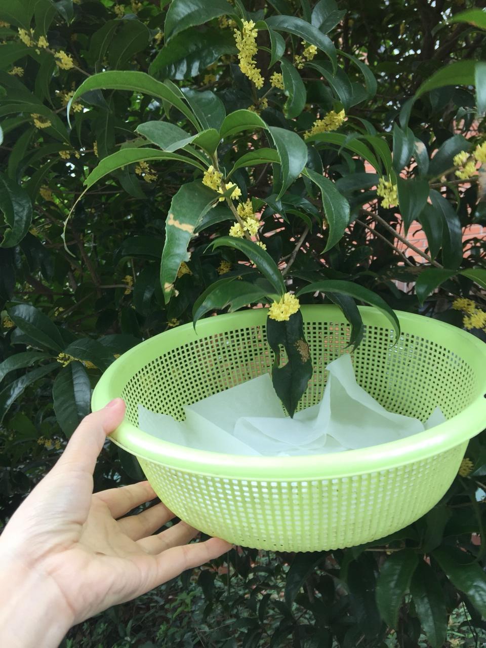 自制桂花蜜酱
