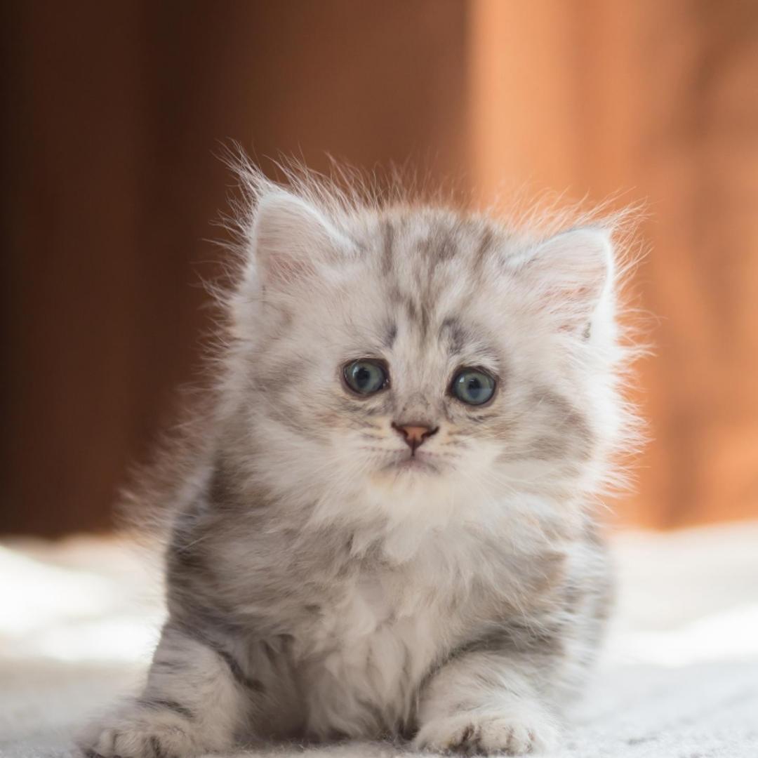 厨房里的小潘潘