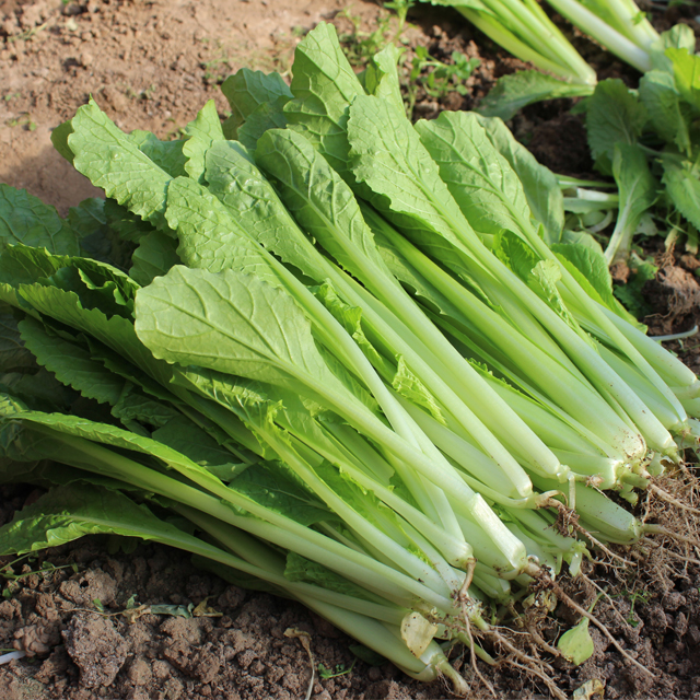 密水农家   新鲜蔬菜 小白菜500g装