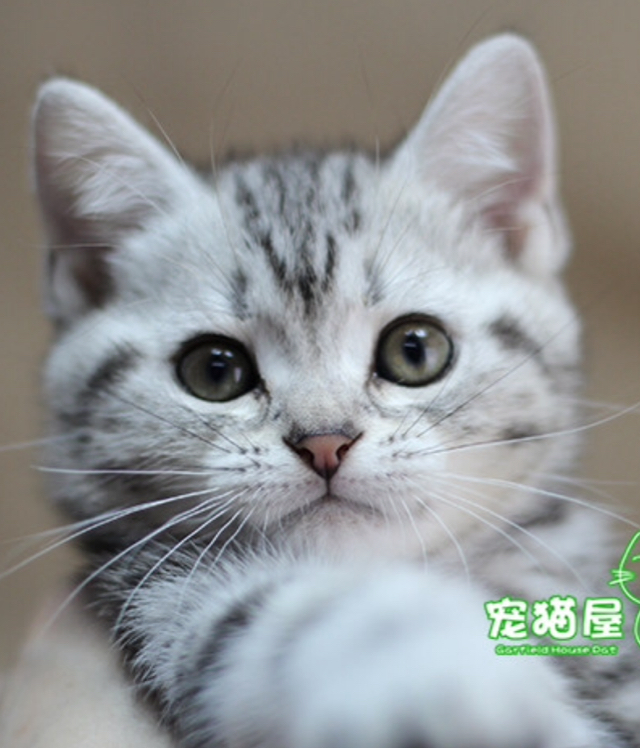 瑛子米