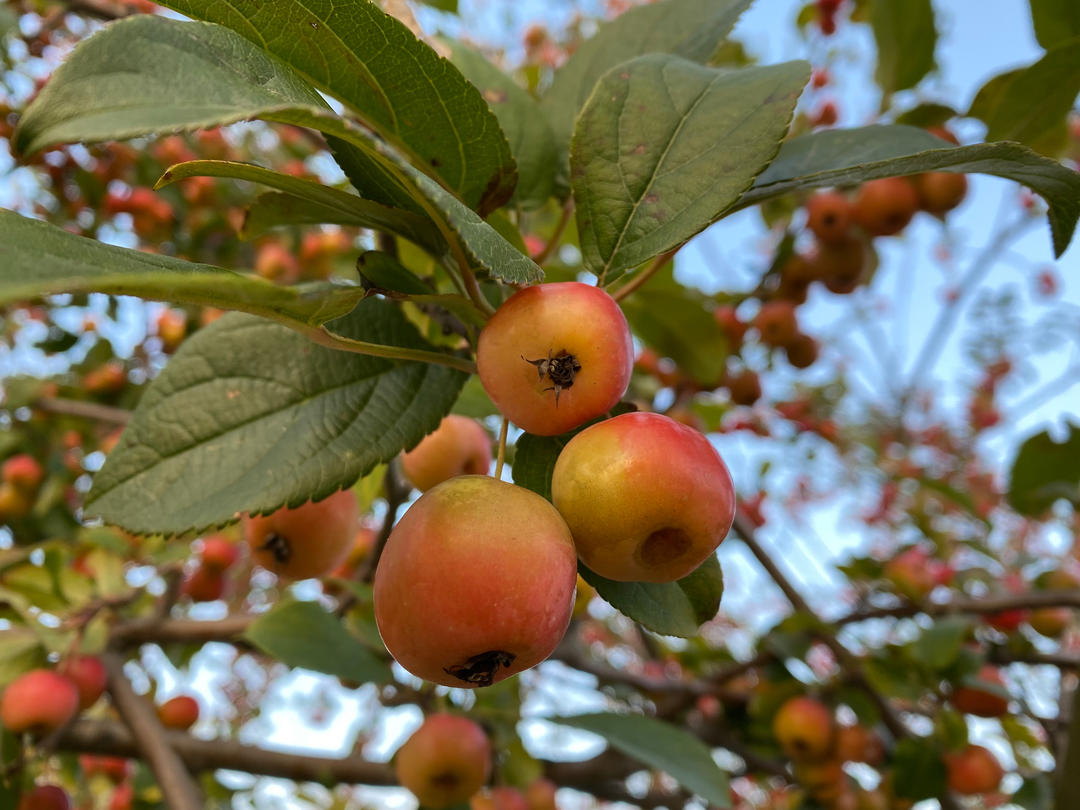 新鲜上市的野菜