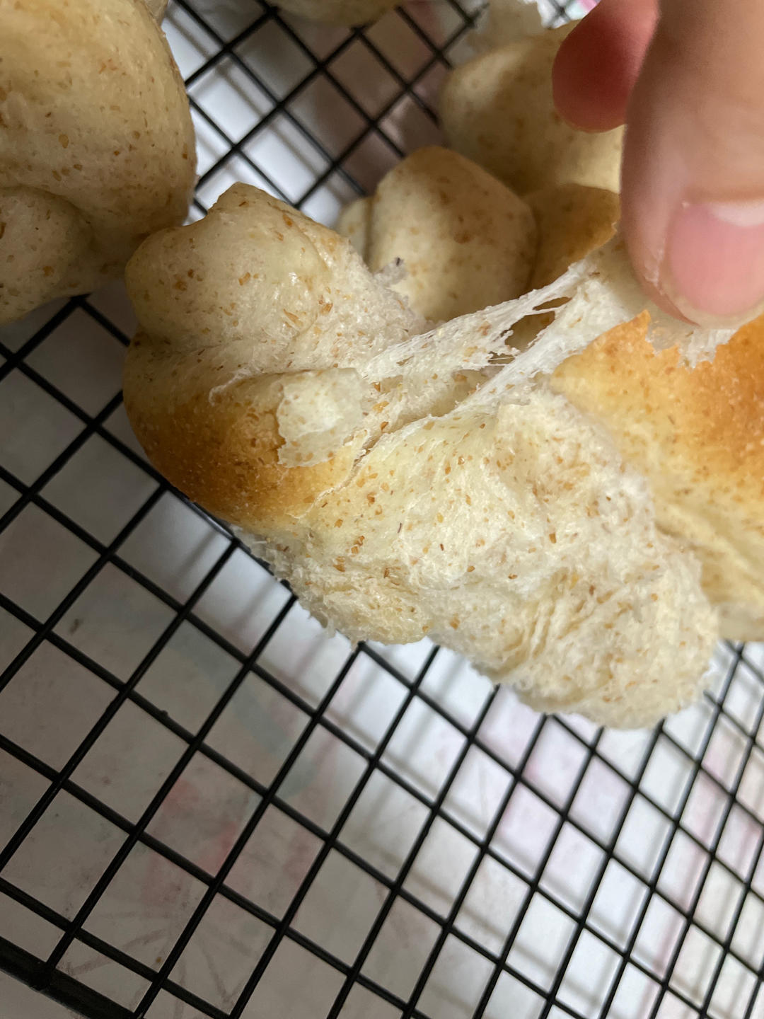 “揪揪家族”之全麦小揪揪