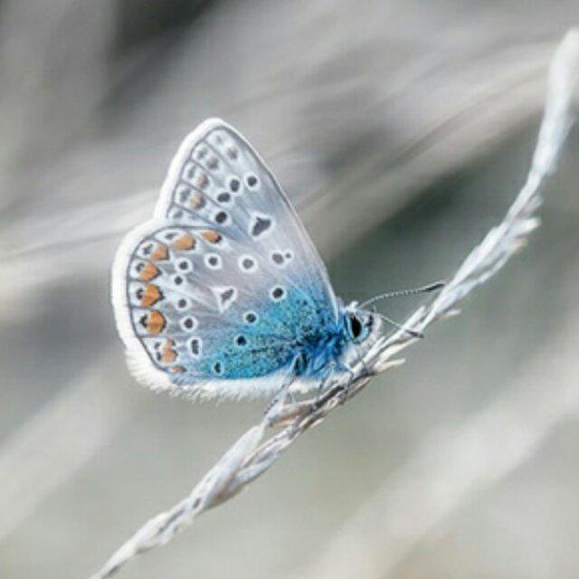 朝花溪月