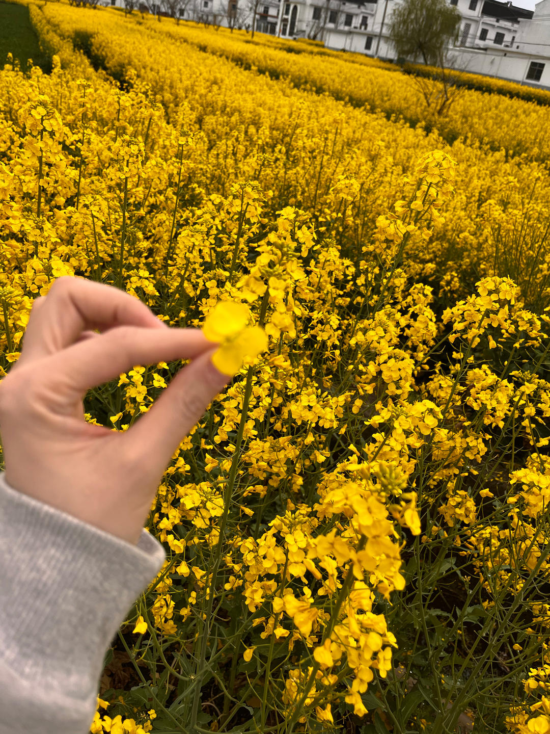一枚呆呆的女子