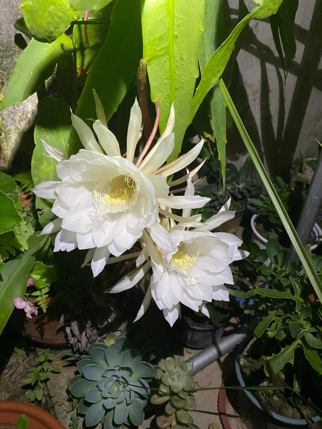 昙花养颜汤