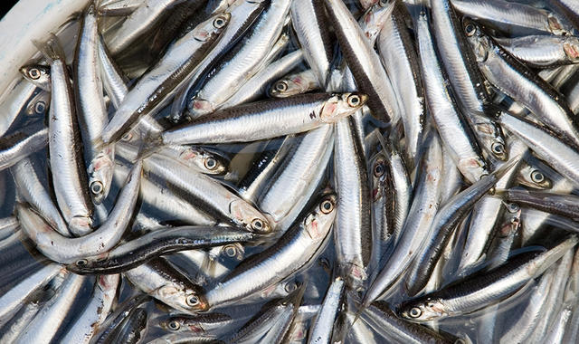 人人都爱(洋)凤尾鱼