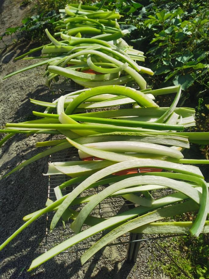 腌制酸广菜(芋檬,叶用芋)酸芋苗的做法 步骤3