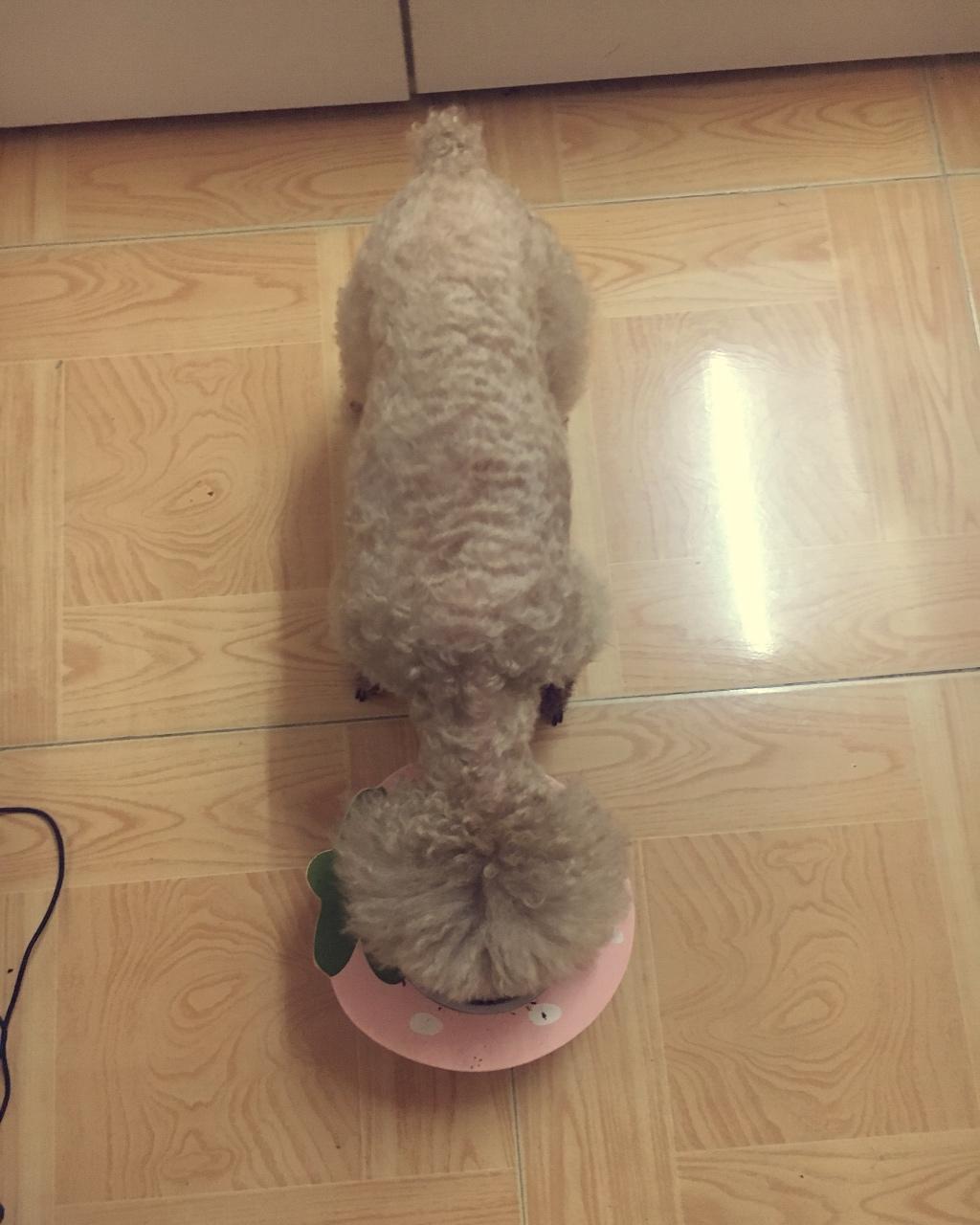 狗狗鲜食——色彩的密码