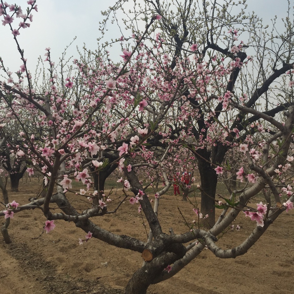 桃花冰－冰块系列