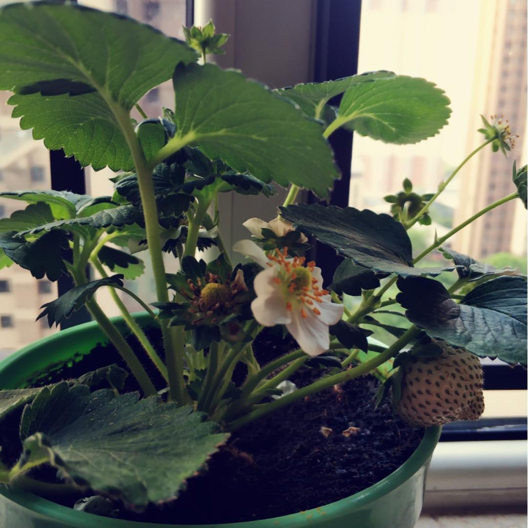 热爱生活的蝈蝈