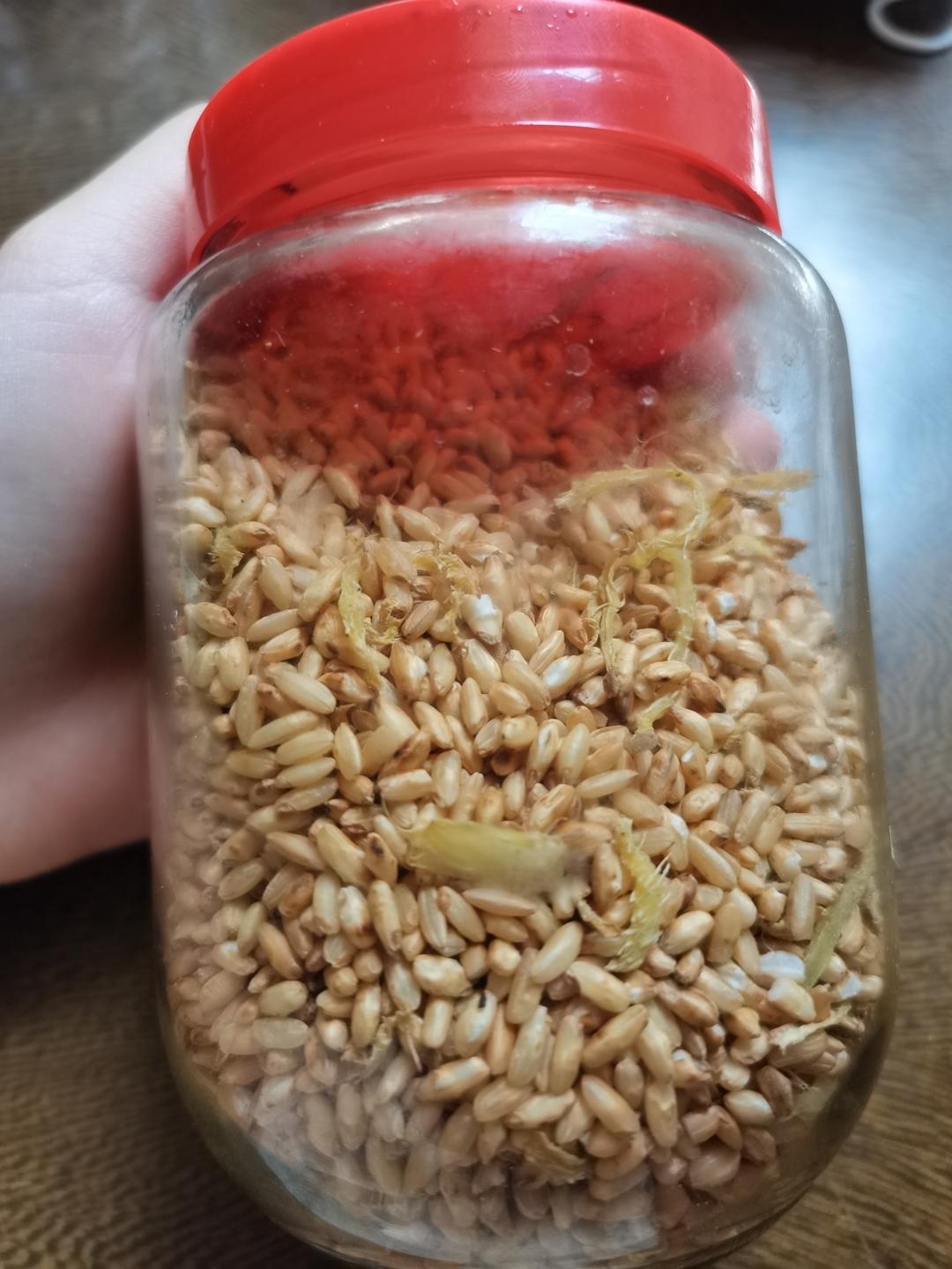 姜米茶🍵/暖宫驱寒/缓解胃寒/消除肚腩