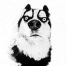 风渐入林雨渐停