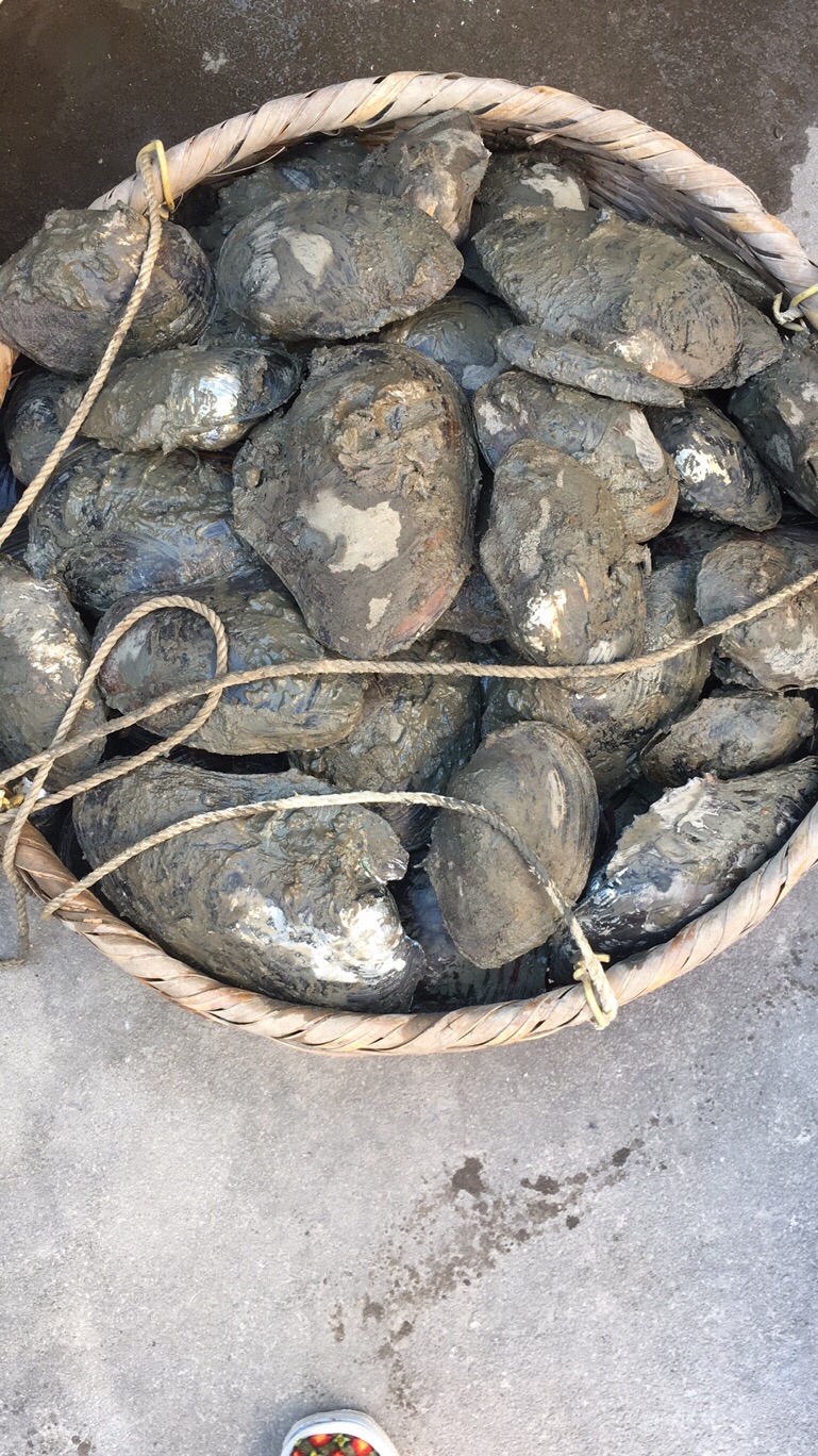 河蚌的清理的做法
