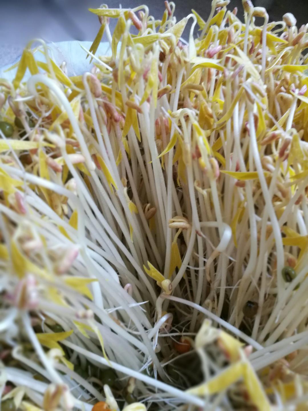 素年锦时__5dzl做的自制豆芽