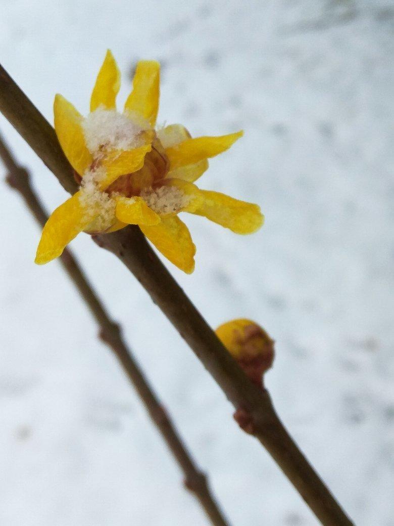 傾城雪