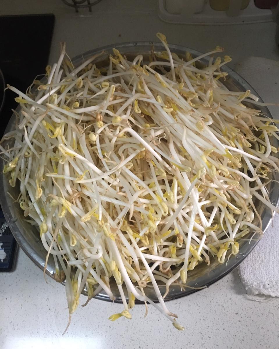 自发绿豆芽/自生豆芽/自制豆芽