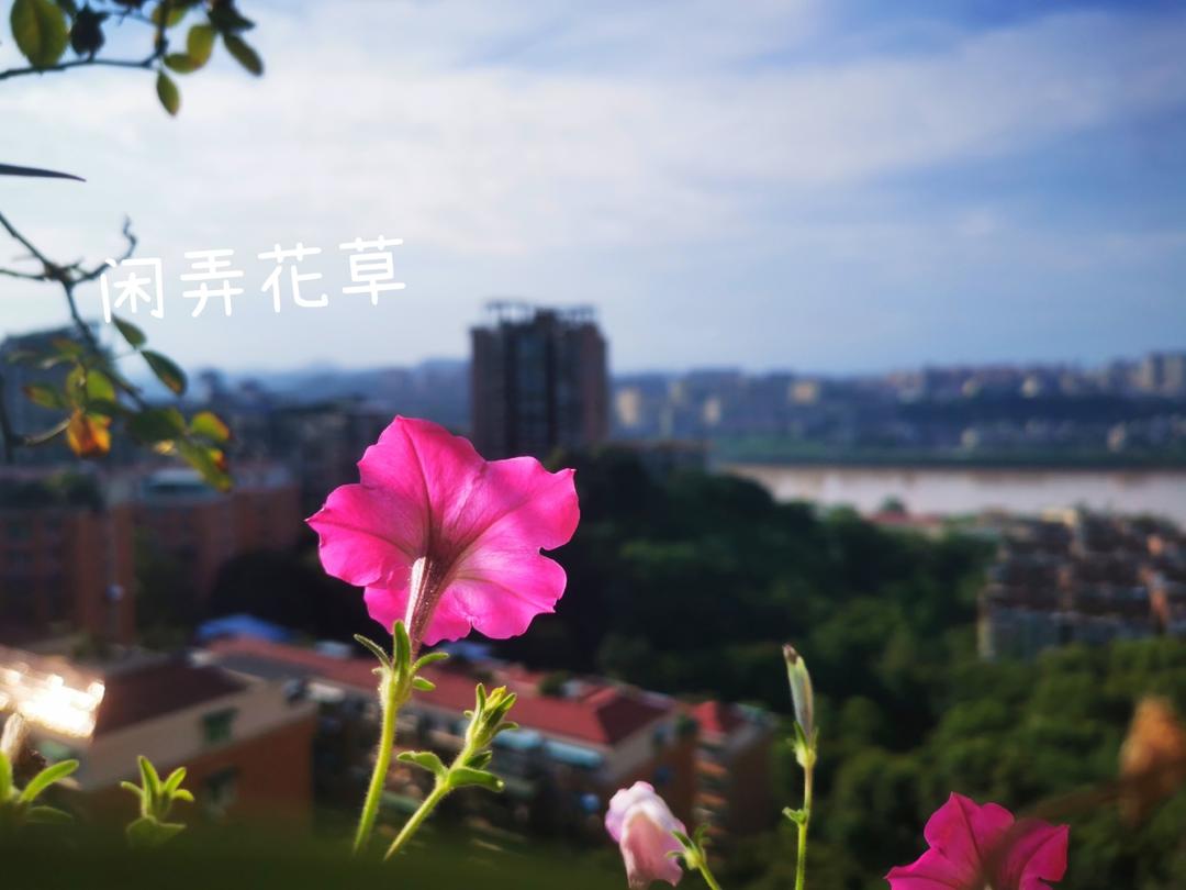 重庆老麻抄手
