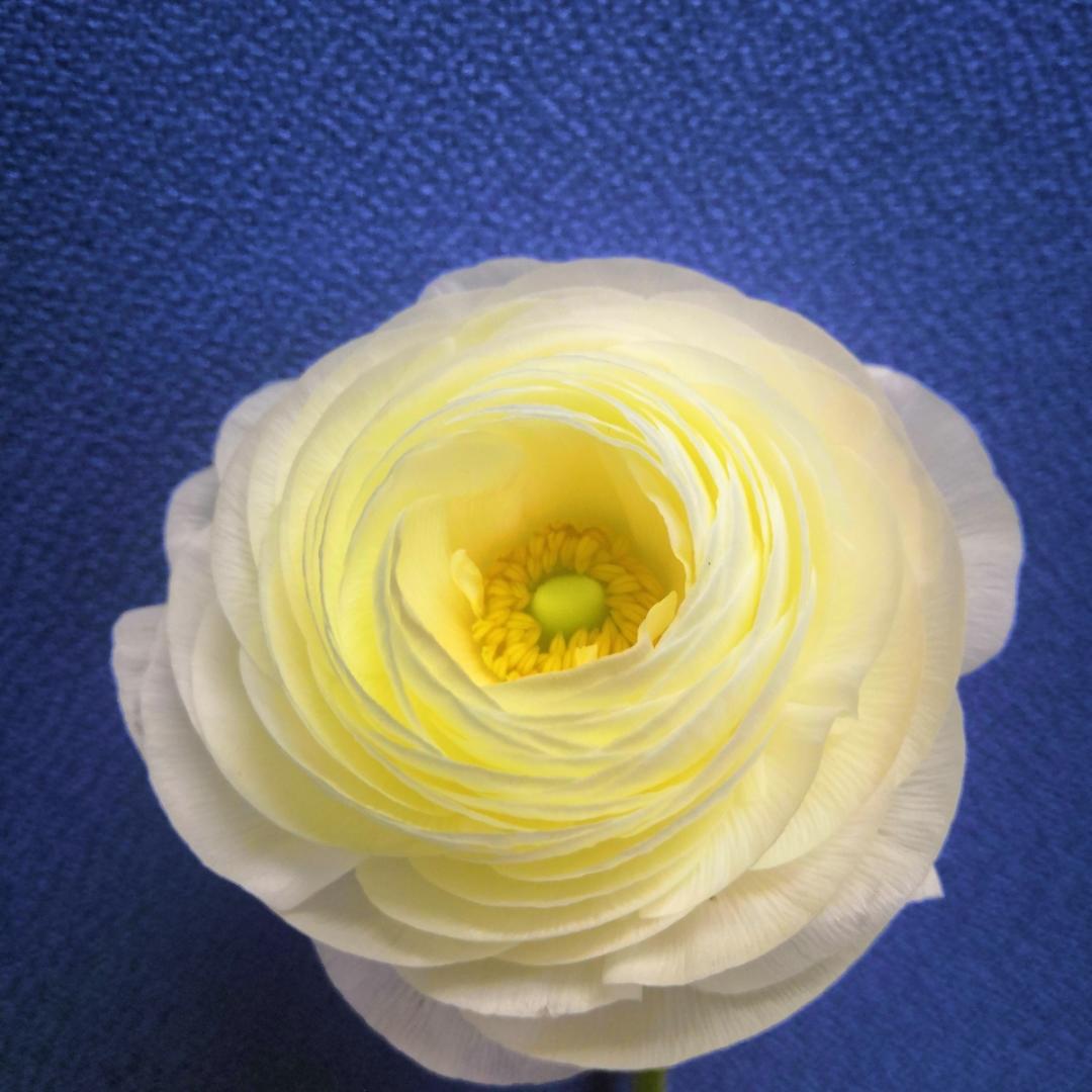 爱下厨的虎子妈妈