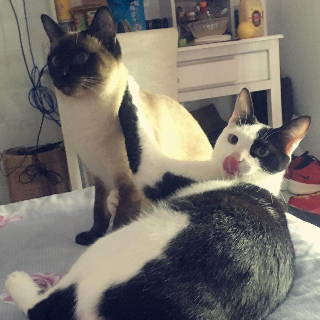 猫奴菜