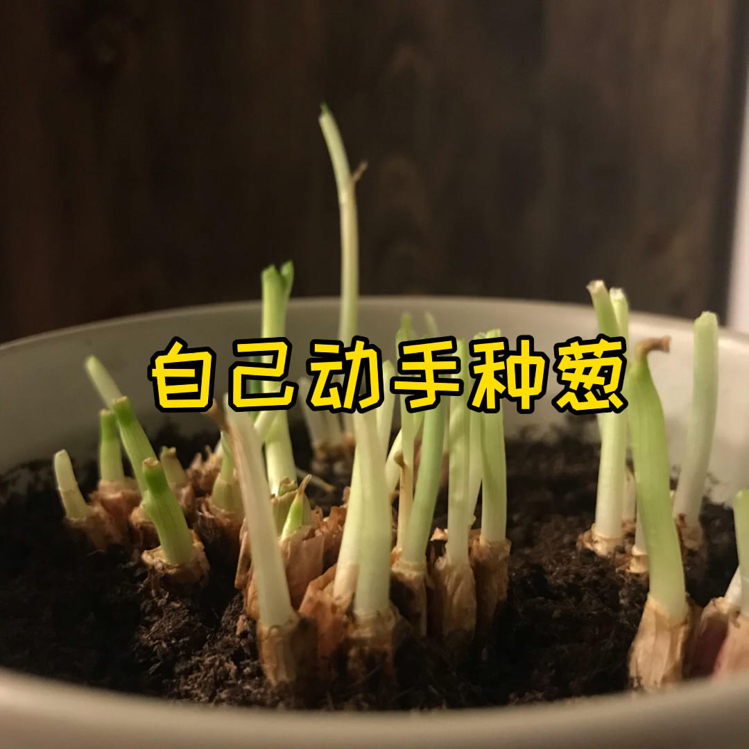 厨房妙手和神器